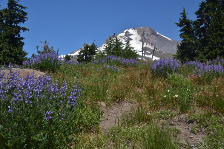 Mt Hood